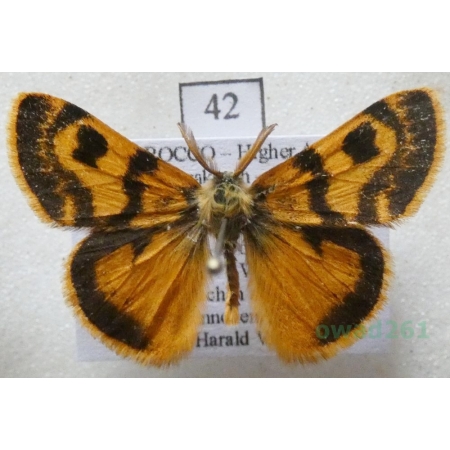 Orgyia splendida Rambur, 1842 male Morocco42